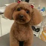 とにーの画像