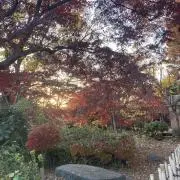 み(日曜日昼のみ発送)の画像