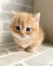 春の画像