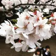 ポン