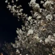 くーちゃん☆プロフィール必読の画像