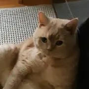純子の画像