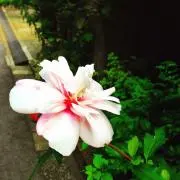 Liv ☆の画像