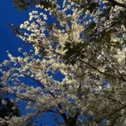 zaps60の画像