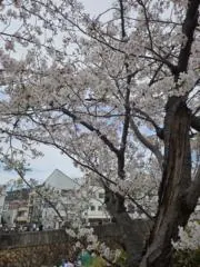 RSの画像