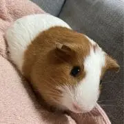 ちもしeaterの画像