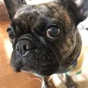 boncho