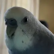 ガボッツ54の画像