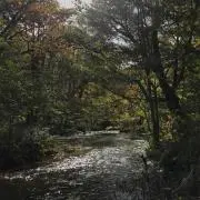 トマト