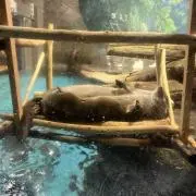 おなつの画像
