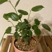 セブンの画像