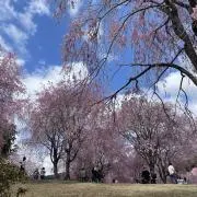 ぴな♡の画像