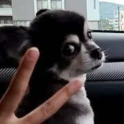 ちみぃ