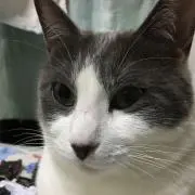 shogoの画像