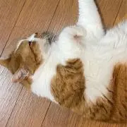 さだ