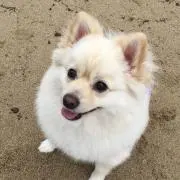 らっくんの画像