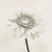 hanA⭐︎Sの画像