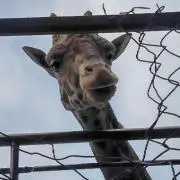 おぴんくの画像