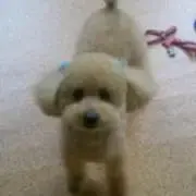 やったん