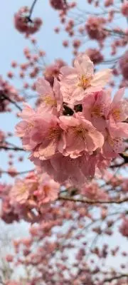 さくら