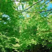 greengreenの画像