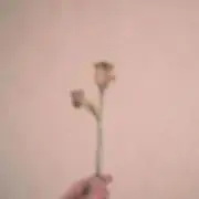 はあもの画像