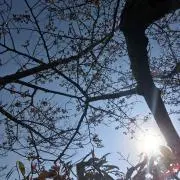 ぺんぺんの画像