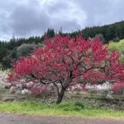 はなの画像