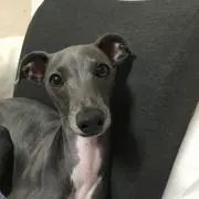 半ちゃん