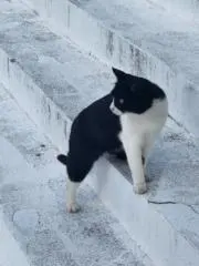 踊り子の画像