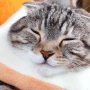たかぽん(=^ェ^=)