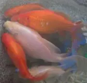 ISSAの画像