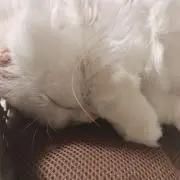 ひまりの画像