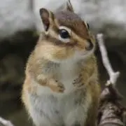 リズの画像