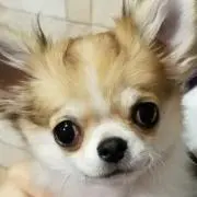 aiai·͜·♡の画像