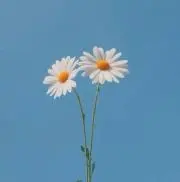 ぱにの画像