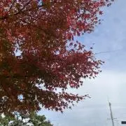 モスラ
