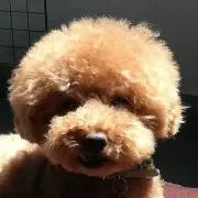 あっこちゃんの画像