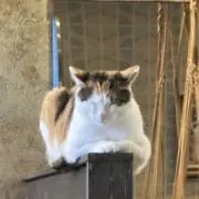 めーの画像