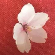 ぴぃちゃん価格１２日〜１６日まで発送中止の画像