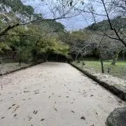 あさがおの画像