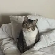 にゃんころりん大先生