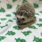 ETの画像