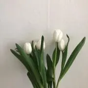 ささみの画像