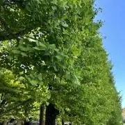 joyの画像