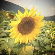 んにょ(断捨離中)