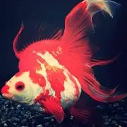 よした