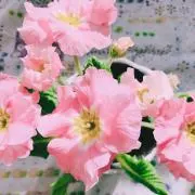 Hapi Usaの画像