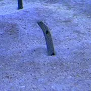 やまだの画像