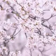 なんの画像